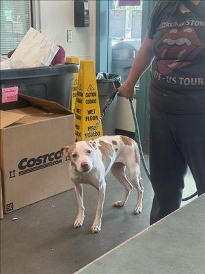 BLANCA, Pit Bull Terrier, senior, available for adoption