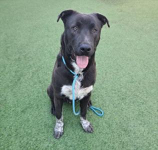 DEPUTY, Labrador Retriever, adult, available for adoption