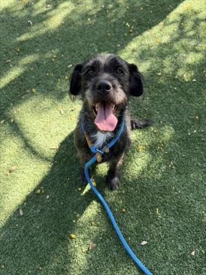 ATHENA, Schnauzer, young, available for adoption