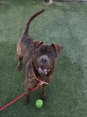 CHAKO, Boxer, adult, available for adoption