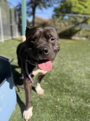 BEETLEJUICE, Staffordshire Bull Terrier, adult, available for adoption
