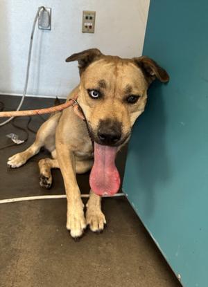 BISCUIT, Staffordshire Bull Terrier, adult, available for adoption