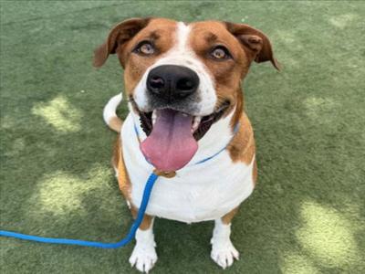 EVEREST, American Staffordshire Terrier / Labrador Retriever, adult, available for adoption