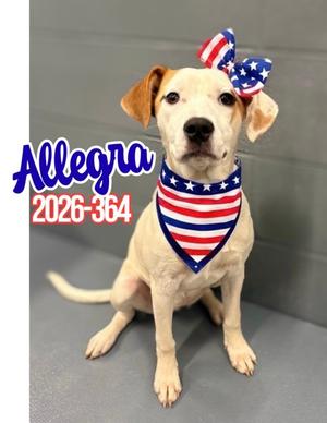Allegra 26-364, Hound Mix, young, available for adoption