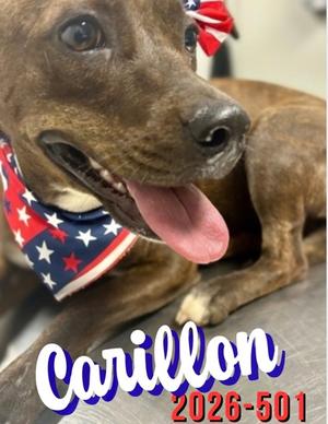 Carillon 26-501, Mixed Breed, young, available for adoption