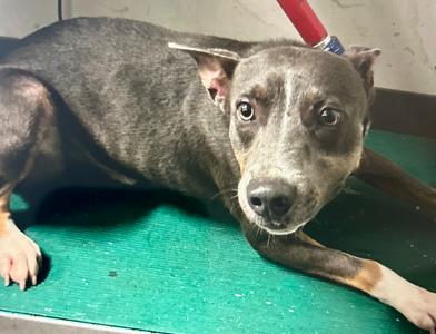 2026-788, Pit Bull Terrier, young, available for adoption