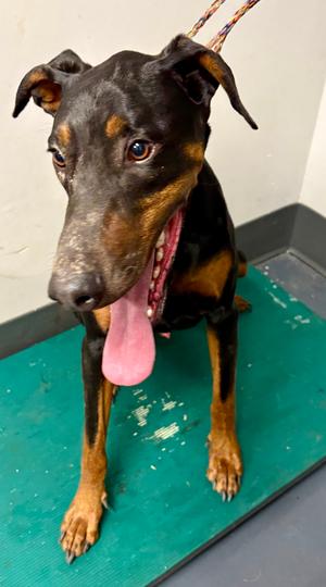 2026-629, Doberman Pinscher, adult, available for adoption