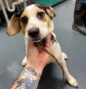 2026-637, Hound Mix, young, available for adoption