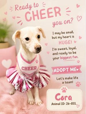 A small white dog wearing a pink cheerleading outfit with the word "CHEER" on the front, standing on a pink blanket. The dog has a pink collar and a pink bow on its head. The background is pink with heart shapes and text that reads "Ready to CHEER you on?" and "Adopt Me". The dog's name is Cera, and its animal ID is 26-831.