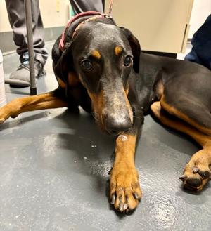 2026-628, Doberman Pinscher, adult, available for adoption