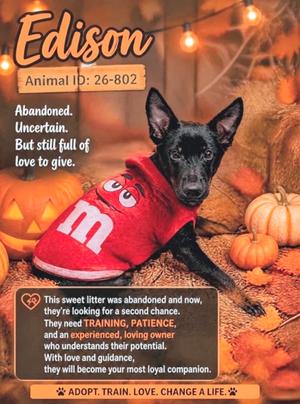 Edison 26-802, German Shepherd Dog Mix, puppy, available for adoption