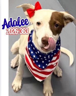 Adalee 26-363, Hound Mix, young, available for adoption