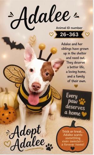 Adalee 26-363, Hound Mix, young, available for adoption