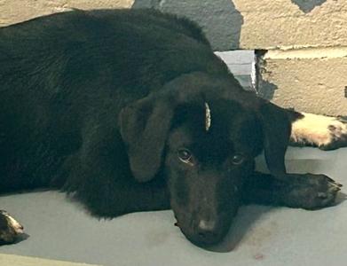 2026-611, German Shepherd Dog Mix, young, available for adoption
