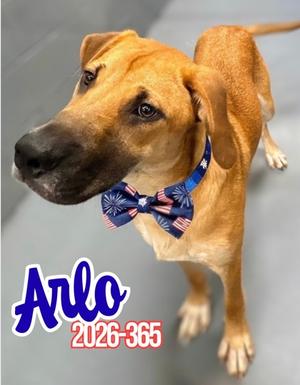Arlo 26-365, Hound Mix, young, available for adoption