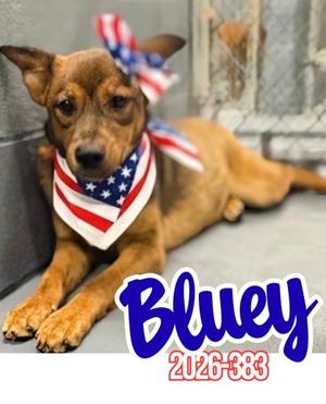 Bluey 26-383, Australian Cattle Dog Mix, young, available for adoption