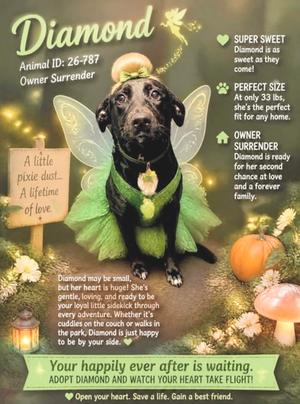 26-787 Diamond, Labrador Retriever Mix, young, available for adoption