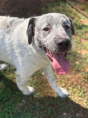 Aspen 26-328, Australian Cattle Dog and Australian Shepherd, young, available for adoption