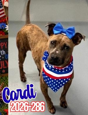 Cardi 26-286, Mixed Breed, young, available for adoption