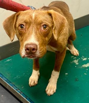 2026-627, Mixed Breed, young, available for adoption