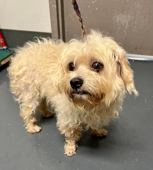 2026-636, Maltese and Poodle - Toy, senior, available for adoption