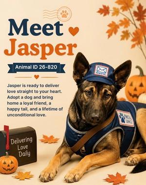 Jasper 2026-820, Belgian Malinois Mix, young, available for adoption