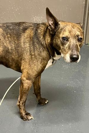 2026-834, Mixed Breed, senior, available for adoption