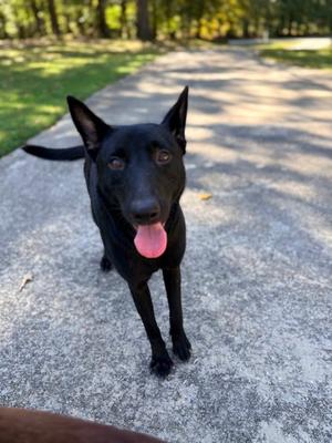 26-837, German Shepherd Dog Mix, adult, available for adoption