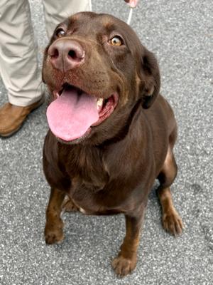 2026-647, Labrador Retriever, adult, available for adoption