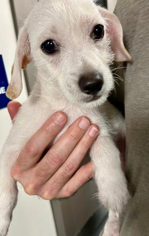 2026-643, Dachshund Mix, puppy, available for adoption
