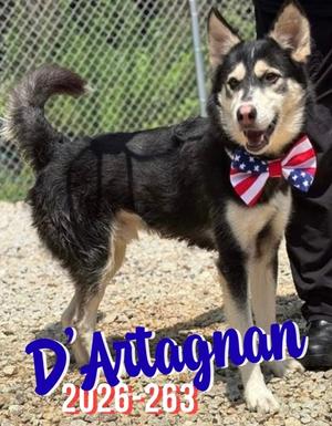 Art 26-263 (60982043), Siberian Husky Mix, young, available for adoption