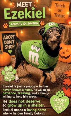 Ezekiel 26-806, German Shepherd Dog Mix, puppy, available for adoption