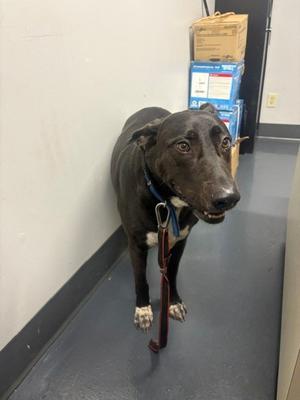 2026-633, Mixed Breed, adult, available for adoption