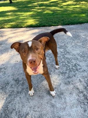 26-836, Mixed Breed, adult, available for adoption