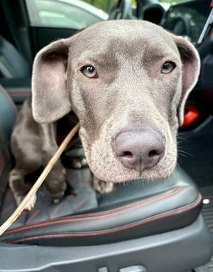 Blue Ivy 26-586, Weimaraner and American Staffordshire Terrier, young, available for adoption