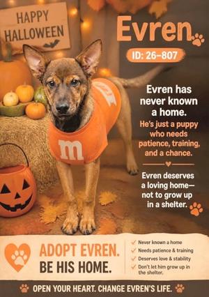 Evren 26-807, German Shepherd Dog Mix, puppy, available for adoption