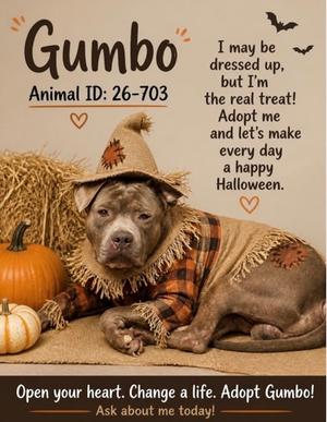 Gumbo 26-703, American Pit Bull Terrier, adult, available for adoption