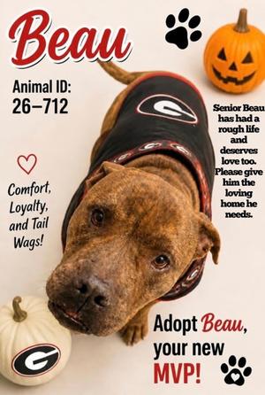 Beau 26-712, Bully American  - Standard Mix, senior, available for adoption