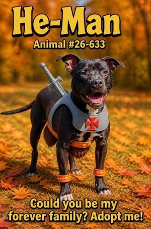 He-Man 26-634, Mixed Breed, young, available for adoption