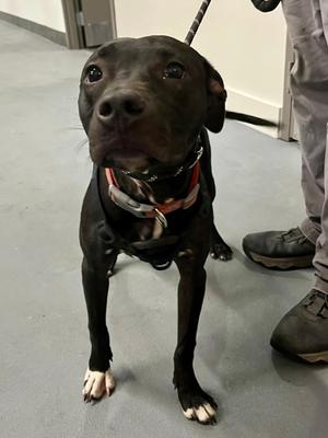 2026-634, Mixed Breed, young, available for adoption
