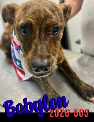 Babylon 26-503, Mixed Breed, young, available for adoption
