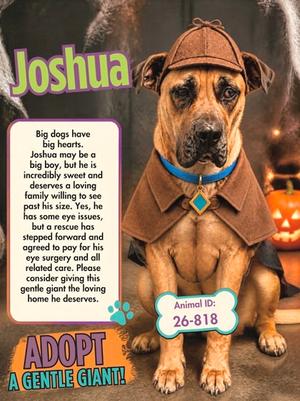 Joshua 2026-818, Mastiff Mix, adult, available for adoption
