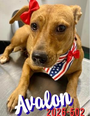 Avalon 26-502, Mixed Breed, young, available for adoption