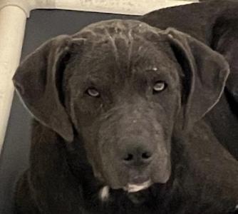 Emily, Cane Corso / Black Labrador Retriever, young, available for adoption