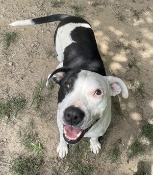 Dora, Pit Bull Terrier / Mixed Breed, adult, available for adoption