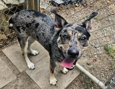 Velma, Australian Cattle Dog / Blue Heeler / Catahoula Leopard Dog, young, available for adoption