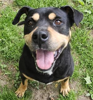 Rockwell, Rottweiler / Black Labrador Retriever, senior, available for adoption