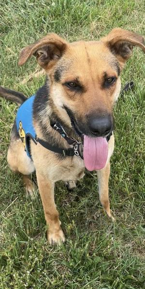 Jones, German Shepherd Dog / Mixed Breed, young, available for adoption