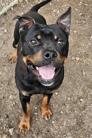 Weiler, Rottweiler / Pit Bull Terrier, young, available for adoption
