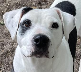 Dina, Labrador Retriever / Pointer, adult, available for adoption